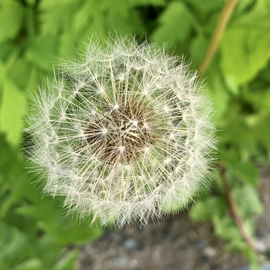 A close up view of a dandelion seed head