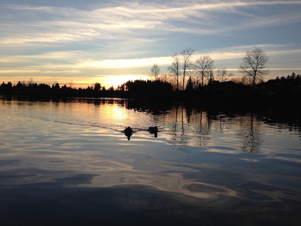 Two geese swim across a gently rippling lake below a December sky with a few clouds