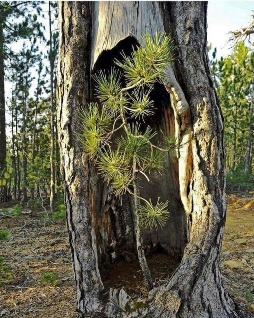 A tree within a tree