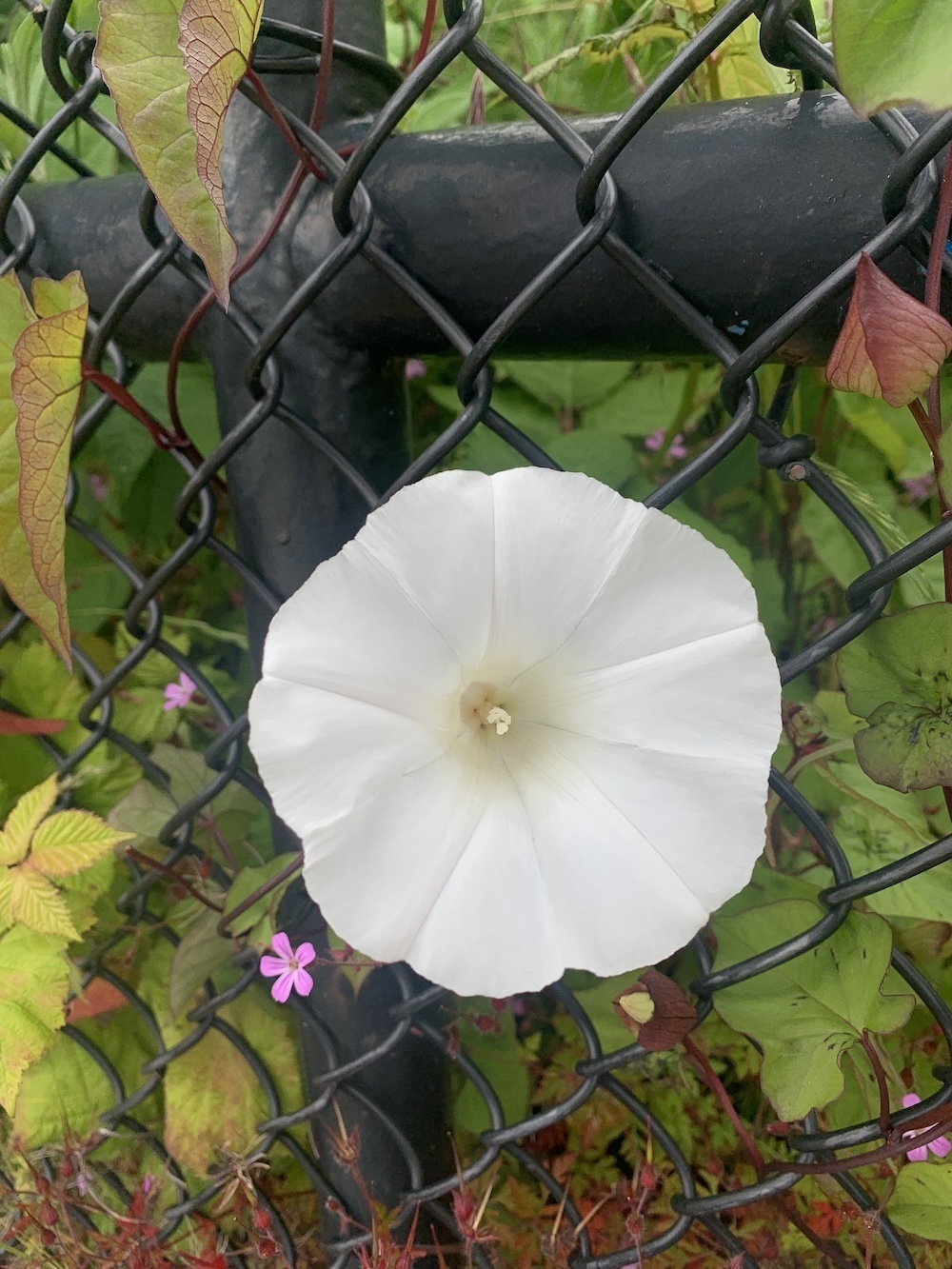 A white flowering weed growing through a black chainlink fence.