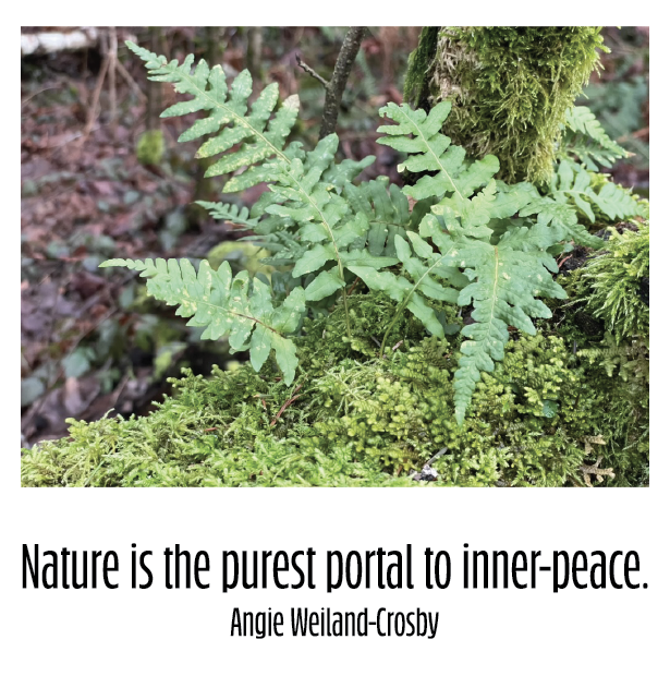 A fern growing on a fallen log. Nature is the purest portal to inner-peace. Angie Weiland-Crosby
