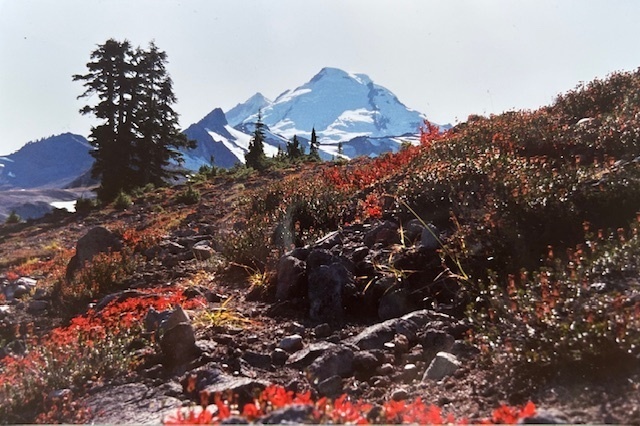 Snowy Mount Baker is in the distnace with a hillside covered in red flowers in the foreground.