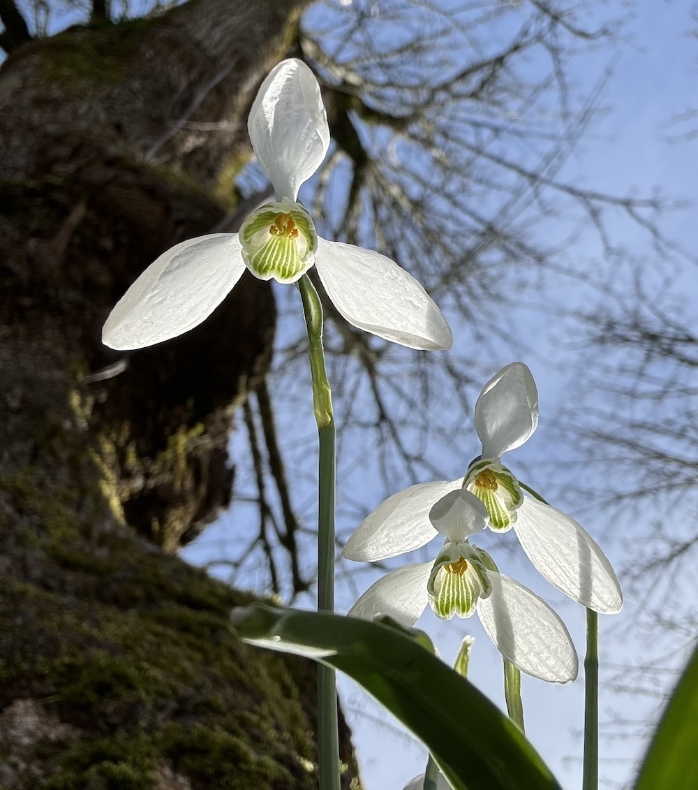 Snowdrops seen from below with a mossy tree and blue sky behind.
