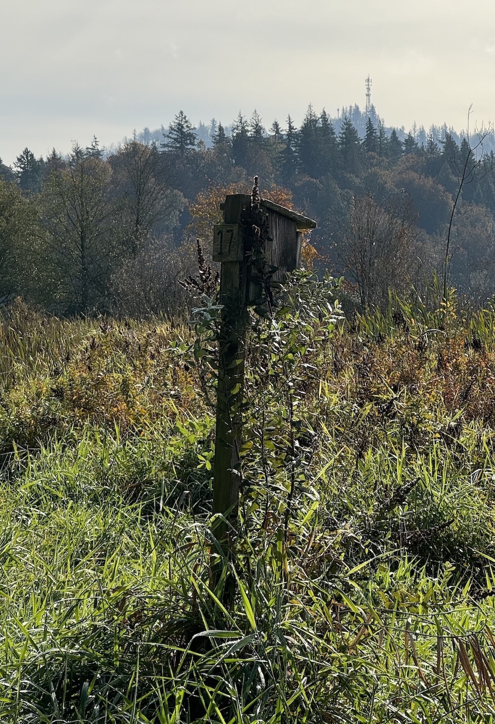 A box on a post overtaken by plants on a background filled with foliage trees and distant mountains