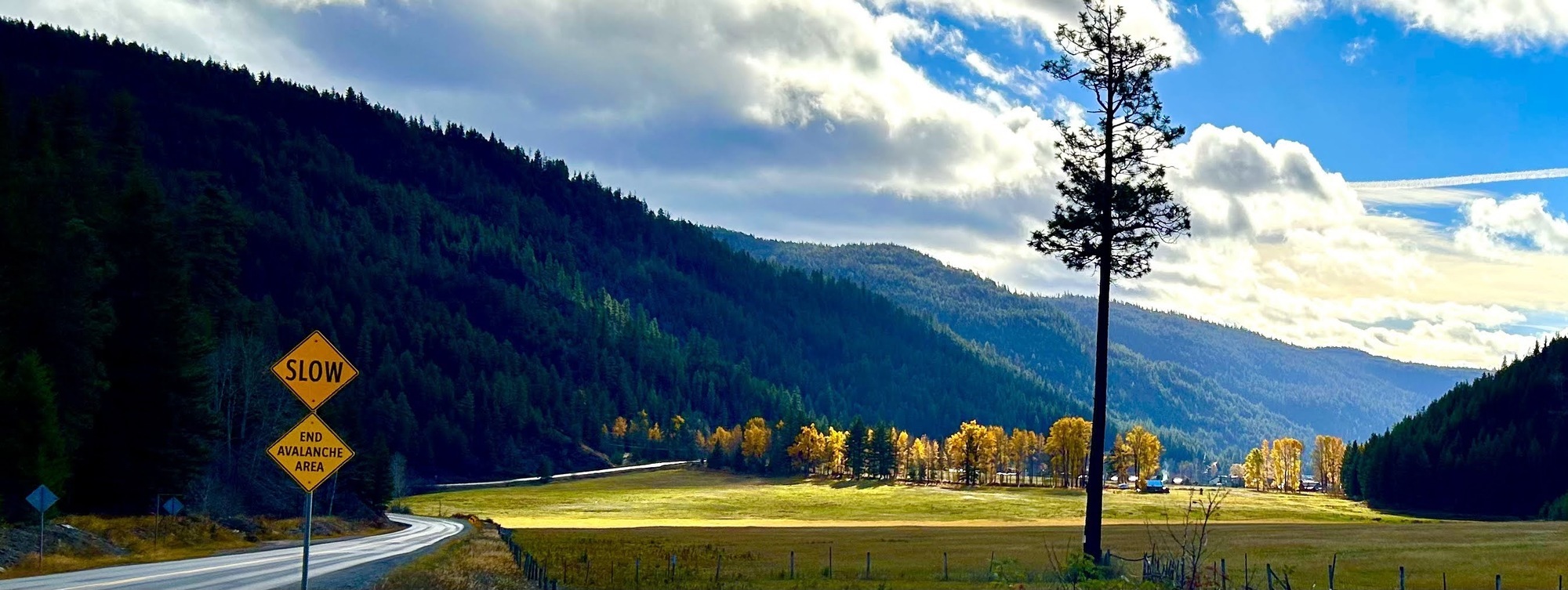A view down a valley with a road and trees in the distance and one in the foreground