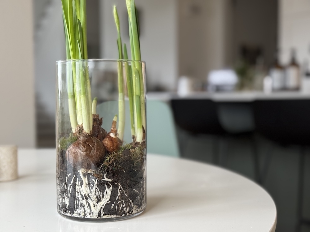 The roots and stems of narcissi growing in a glass vase