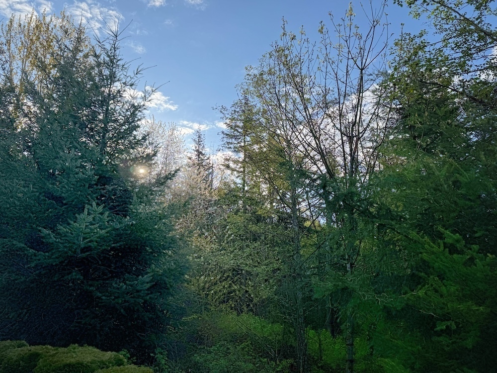 A blue sky and a lush green forest in early spring