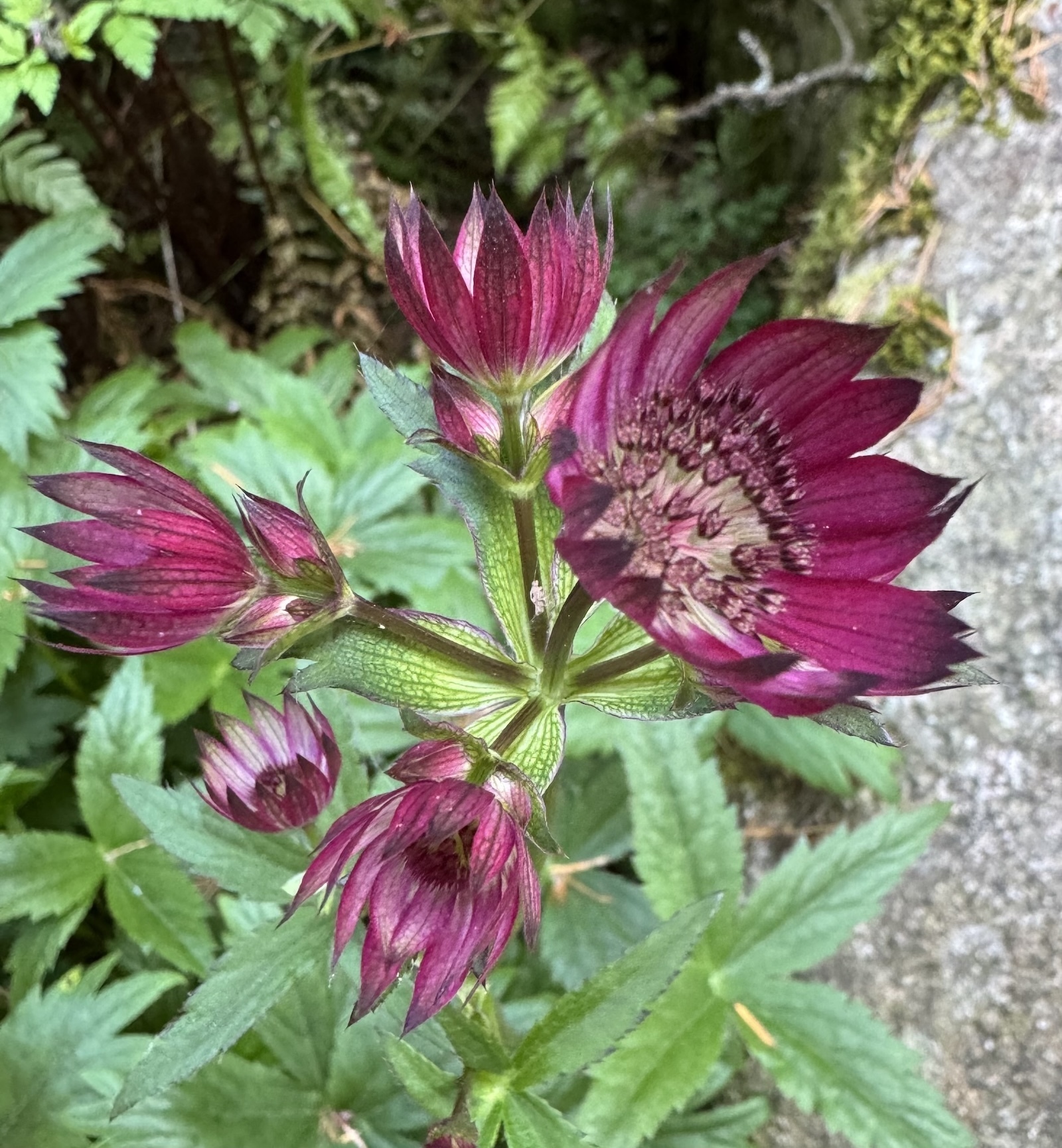 pink flowers in full bloom