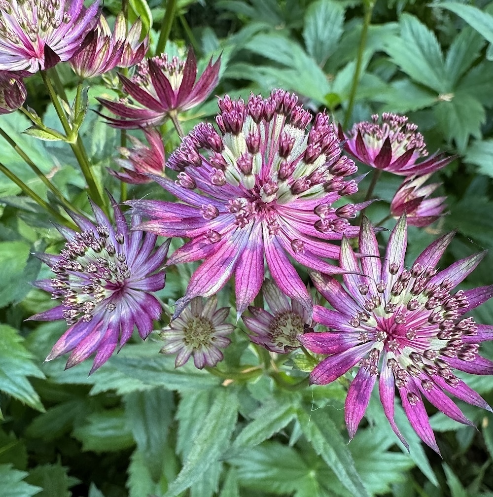 pink flowers that are dying