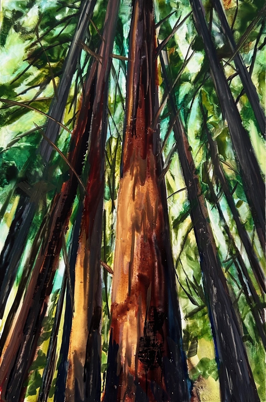 A watercolour painting looking up into the cedar trees
