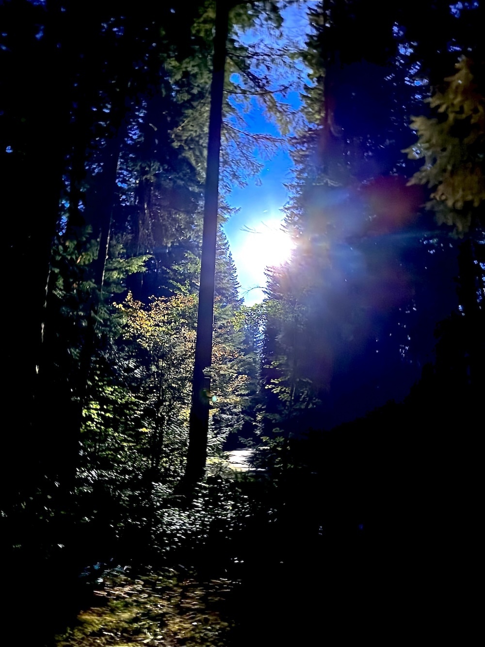 A photograph of light through dark woods