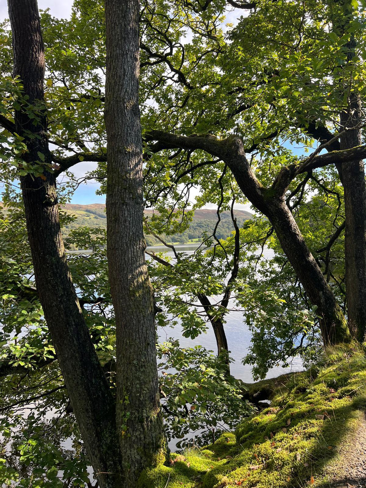 A view through trees to a lake and hills behind